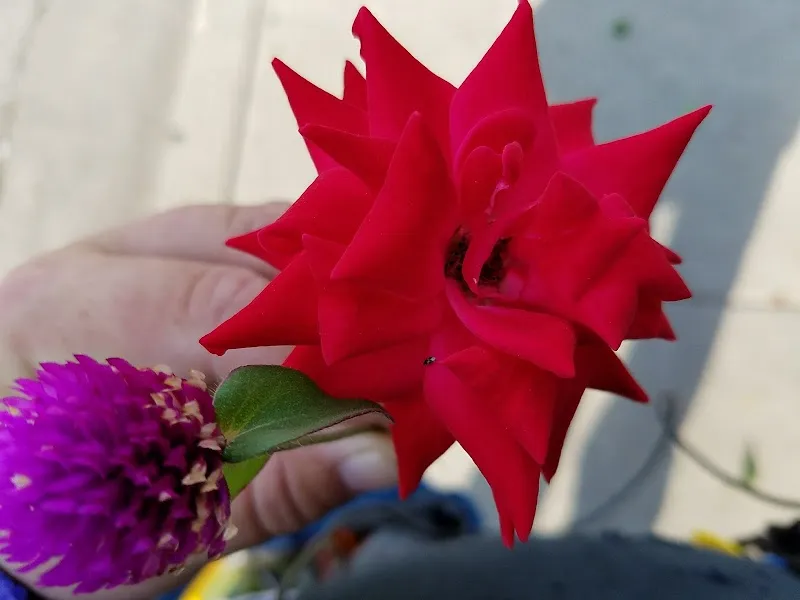 Lucille Raines Residence - Photo 3